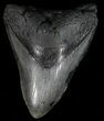 Fossil Megalodon Tooth #56968-1